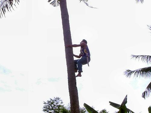 climber - climbing up for coconut juice to drink