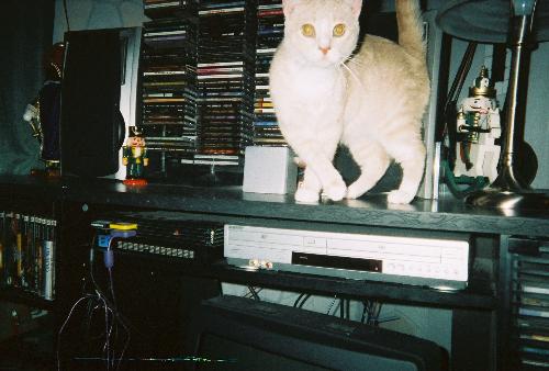 On top of the entertainment center - cat