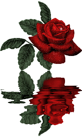 rose - lovely rose