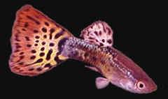 Red Cobra Guppy - Guppies are great and beautiful fish. Especailly the male, which displais a varity of colour in theier tail fin. A well kept guppy can be a treasure and a pride