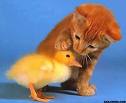 Friends - A photo of two 'friends' a kitten and a duckling!