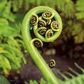 NZ Fern - New Zealand fern, everybody knows this NZ's symbol.