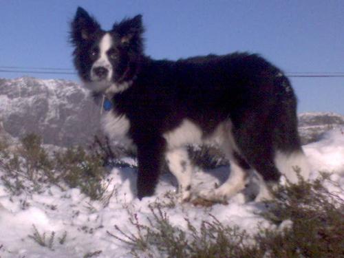 My dog in the mountains - It was a nice sunny day with snow and he had so much fun playing with it!