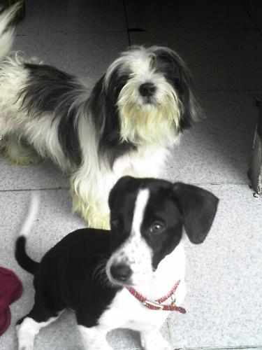 Both of My dogs - Hei let me introduce, they are my dogs, Khaoruu and carli,