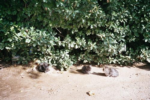cats, Alhambra - Some cats we met at Alhambra