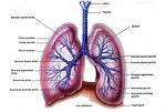 respiration - respiration..basis for life