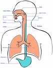 respiration - respiration for life
