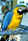 parrot - parrot in birds