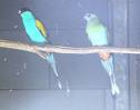 parrot - birds...parrot