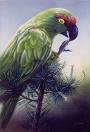 parrot - parrot in birds
