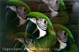 parrot - parrots ..birds