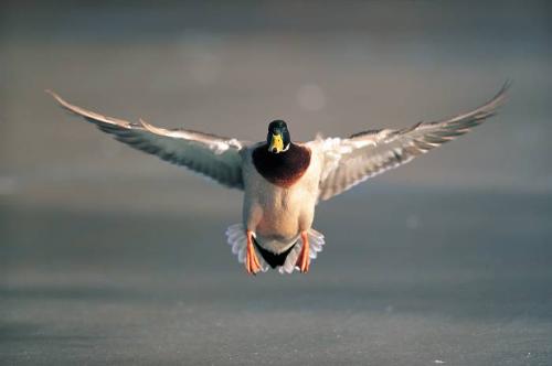 fly - i want to fly like this bird.