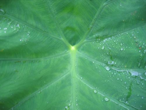 giant green leaf - under the rain in the park