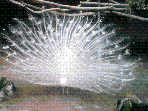 White Peacock - Isn't it beautiful ... milky white ...