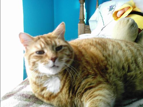 The Real Garfield - He weighs almost 40 pounds! This was our cat and now lives with my parents because he was getting stressed with the kittens here.
