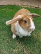 domestic rabbit - Picture of a rabbit that is domesticated