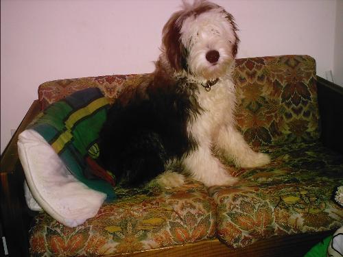 Worf, the Old English Sheepdog - I love my puppy!