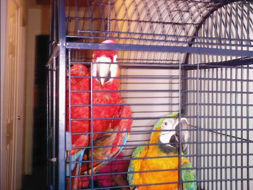 Our Two Parrots - Jabb and Yoda - These are the two parrots that live with us, Jabba and Yoda. You can see we are Sci-Fi fans! One is about 2 1/2 and the other 1 1/2. Jabba talks a lot more than Yoda does.