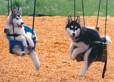 2 dogs - Just hanging around.