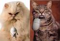 cats like ours cat with a mouse - this pictures shows a cat that looks exactly like my cat and my friend's cat