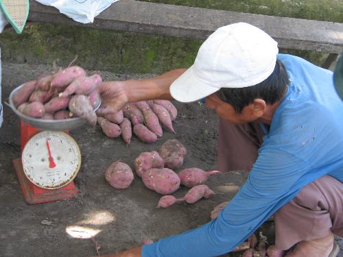 on-farm sale - newly harvested sweetpotatoes!