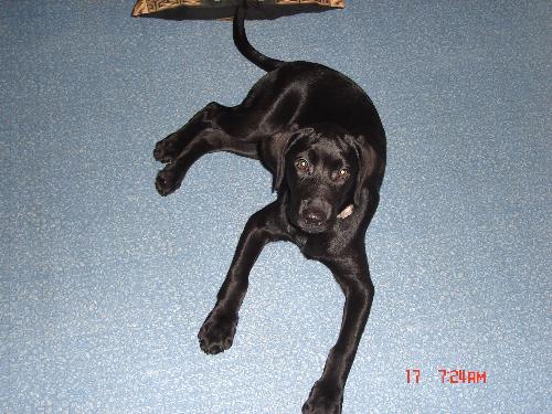 My Coffee - My One Year Old Lab