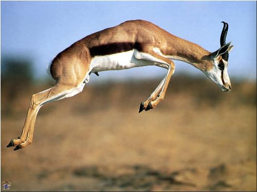 Jump of the Life !!! - Extragavent scene depicting a stag -  God's creature..Life at its best !!!