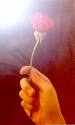 rose - expressing love