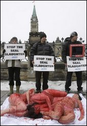 Stop the seal slaughter - Demonstration in Ottawa, Canada against the killing of seals.