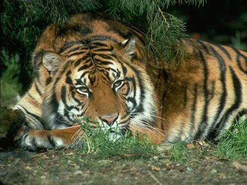 tiger;s r beautifull  - mighty and beautifull