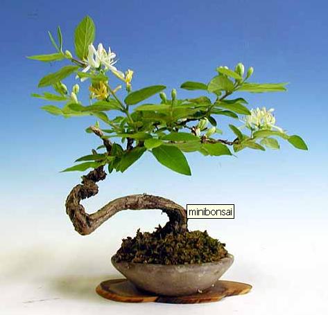 Bonsai - Developing nobsai plants is an art. Bonsai plants has all the characteristics of an out door plants but it is a miniature in size