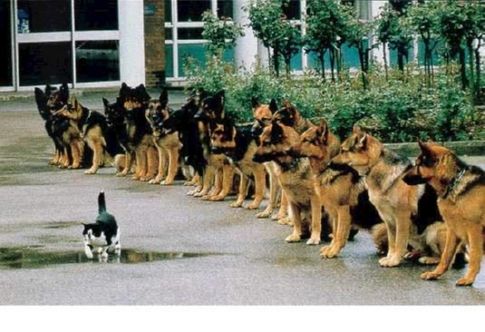 You Can rule The world... - Dog are always dog