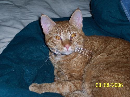 the moo - this is one of our cats his name is the moo...lol