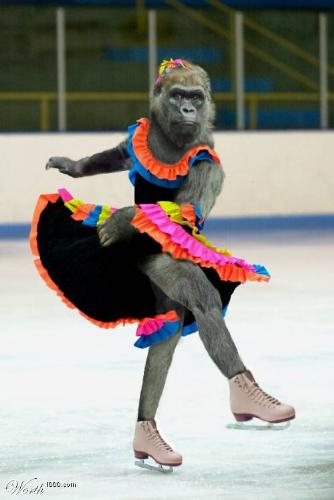 Hi Have u ever seen this - This is a funny pic.