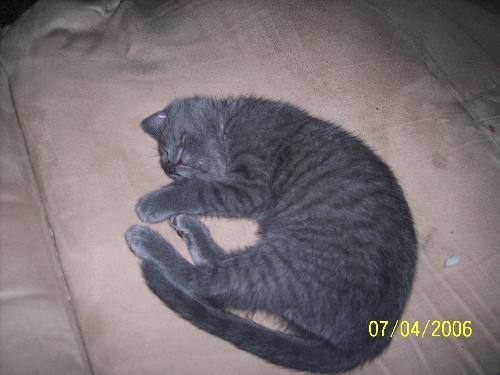diego - another one of our cats