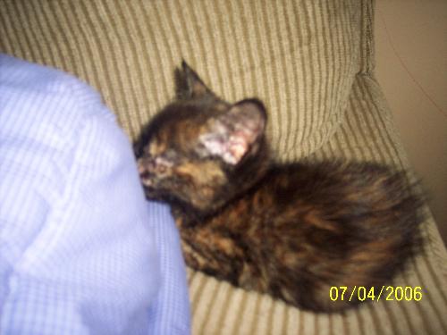 black cat - this is yet another cat..lol and yes her name is black cat