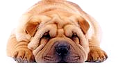 Wrinkles - wrinkles
dogs