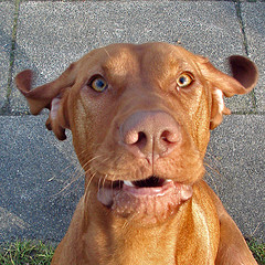 dog  - very good dog
