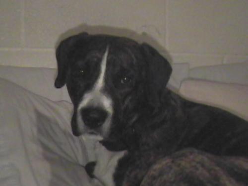 Roscoe - Half pit, pretty dog so sweet too!