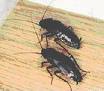 Cockroaches - a menace