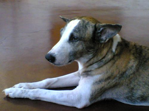 myDog Diabol - my lovable askal dog