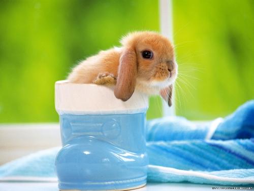 Rabbit - this is a picture of rabbit