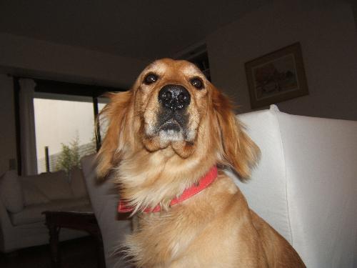 my dog XD - my nice gold retriver in a very strange looking lol XD