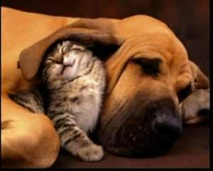 Dog and Cat - what a lovely scene, if animal could live side by side why most human cant not live side by side even in different culture or color?