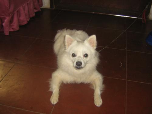 ginger - this is ginger... a 3-yr. old male japanese spitz. ginger is the sweetest thing! and we all love him!