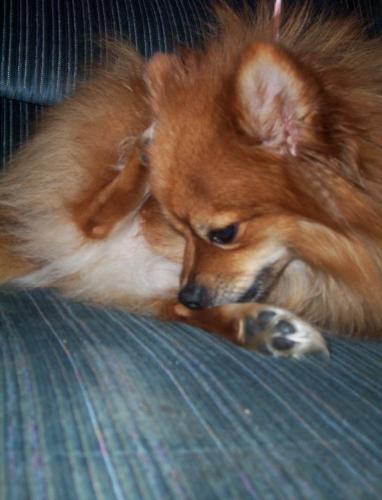 Princess - Princess has an itch on her ankle