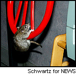 Rats in Restaurants - Lastest news about rats in particular restaurants