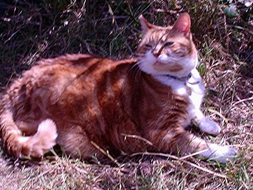 Wilby - I love cats Wilby - I love cats