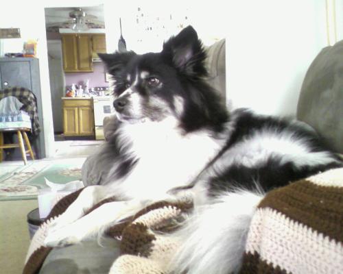 Annie the Border Collie - This is my Annie. I rescued her about 3-4 years ago. Now she is attached to my hip, she is so grateful.