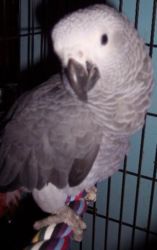 My Parrot - This is my African Grey.